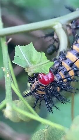 The video shows three caterpillars with black spines and orange and black stripes. They have two red protrusions at their heads. The caterpillars are on a green plant and eating its leaves. The background is blurred.