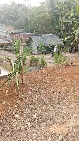 A wide shot of a dirt road in a rural area. In the foreground, there is a dragon fruit plant supported by a bamboo pole. In the background, there are houses with corrugated metal roofs and trees. Two motorcycles are visible on the road, one with a rider. The scene appears to be in a tropical or subtropical climate.