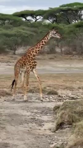 The video shows a giraffe walking in a field of dry grass and dirt. The giraffe is tall and slender, with a brown and white spotted coat. The field is flat and grassy, with scattered trees in the background. The sky is overcast. The giraffe walks away from the camera, moving slowly across the field.