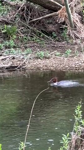 A duck, likely a female Common Merganser (or Goosander), swims slowly from left to right across a calm body of water. The duck has a distinctive reddish-brown head with a slightly shaggy crest, a white throat, a grey back, and a white belly. Its long, slender bill is visible.

The water reflects the muted green of the surrounding vegetation. The bank on the far side is densely covered with green foliage and numerous fallen branches and twigs, suggesting a wild or forested area. The overall scene is peaceful and natural, with no strong currents or significant disturbances on the water's surface. The lighting appears soft, indicating it could be an overcast day or early morning/late afternoon. No other animals or people are visible, and there is no discernible text. The location is Tinwell, United Kingdom.