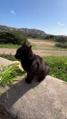 A short video shows a black cat sitting on a concrete wall on a bright, sunny day. The landscape behind the cat includes green plants, a dirt path, and rocky hills in the distance under a blue sky with some clouds. A hand reaches out to the cat with a yellow flower, and the cat turns its head to sniff it. The hand moves away, and the cat stands up on the wall.