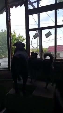 Two dogs stand on a platform looking out a window. The dog in the foreground is larger and black, with its back to the camera. The dog behind it is smaller and appears to be a mix of brown and black. They are in a covered outdoor area, possibly a porch or shed, with a corrugated metal roof visible. Through the window, trees, houses, power lines, and a cloudy sky can be seen. The overall lighting is dim, suggesting it is daytime with the sun behind the viewer. The scene appears to be in a rural or suburban setting.