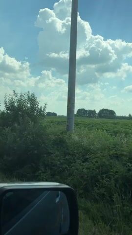 The video shows a view from inside a vehicle, looking out the passenger side window. The vehicle is driving along a rural road. The scenery consists of a vast, green field of tall plants under a bright blue sky with fluffy white clouds. A black signpost with a yellow triangular warning sign with a black exclamation mark and a yellow rectangular sign with the Polish word "Piesi" (meaning "Pedestrians") is visible on the left side of the road. In the distance, a line of trees is visible, and a tall pole, possibly a utility pole, stands further down the road on the left. The reflection of the sky and clouds can be seen in the vehicle's side mirror. The overall impression is one of a sunny day in the countryside.