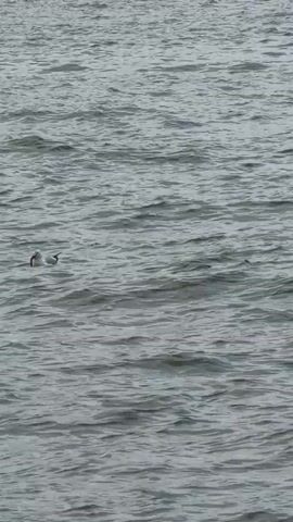 A seagull is swimming in gray, choppy water. The seagull has a long, dark object in its beak. The object appears to be an eel or a snake. The seagull is partially submerged in the water, and its wings are tucked in. The water is reflecting the overcast sky.