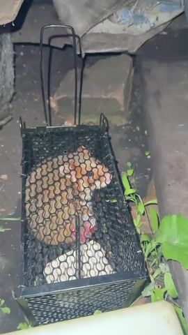 A small, brown and white animal, likely a hamster, is trapped inside a black metal cage. The cage has a mesh design with small, circular openings. The animal is lying down on its side, with its head facing to the right. Its eyes are closed. The cage is placed on a rough, dirt-like surface. Surrounding the cage are some green plants and what appears to be debris, including rocks and possibly some fabric. The lighting is dim, suggesting it might be outdoors or in a shaded area.