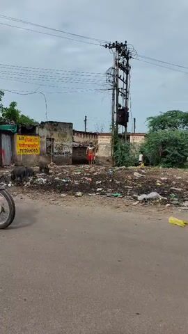 A street scene with a pile of garbage on the right. Three pigs are visible in the garbage. A man in shorts walks in the background. A utility pole is on the right side of the frame.