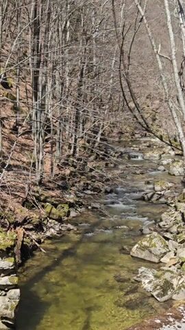 The camera is positioned at the edge of a flowing stream, angled slightly downward. The stream bed consists of rocks of varying sizes, some with patches of green moss. The water, clear but with a slight tint, moves steadily over the rocks, creating small ripples and currents. On the left bank, a dense cluster of tall, thin trees with bare branches stands close to the water's edge, with fallen brown leaves scattered around their bases and on the adjacent hillside. The right bank has a similar arrangement of rocks and trees. The overall impression is of a natural, wooded area during the late fall or early spring when trees are dormant.