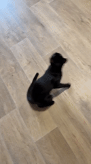 Black cat explores every corner of a German apartment