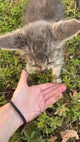 A person's hand with a black bracelet is extended towards a small gray tabby kitten. The kitten is in a grassy area with some fallen leaves. The kitten is sniffing the person's hand. The video is a close-up shot of the kitten and the hand.