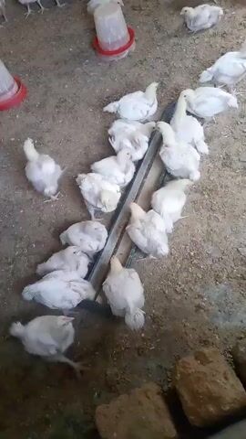 The video shows a group of white chicks in an indoor setting, likely a chicken coop. The chicks are gathered around a long, narrow metal feeding trough, pecking at the feed inside. Several chicks are also scattered around the area, some near red and white water feeders. The floor is mostly dirt or concrete, with a few scattered brown bricks. The chicks are actively moving, pecking, and interacting with each other. The camera angle is from above, providing a comprehensive view of the scene. The chicks appear healthy and well-fed.