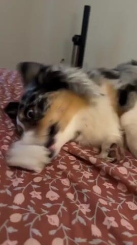 A dog lies on a bed with a floral patterned comforter. The dog's head is tilted, and its eyes are wide open. In the next frame, the dog's head rapidly moves, and its mouth appears to be opening. In subsequent frames, the dog's head returns to its original position and it closes its eyes, seemingly to rest. The background is blurred, but a tall, thin black object can be seen. The lighting is dim.