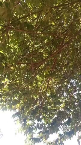 The video shows an upward-looking view through the branches and leaves of a tree. The sun is visible through the foliage, creating a dappled light effect. The leaves are green and appear to be in motion, suggesting a gentle breeze. The branches are brown and spread out, forming a canopy overhead. The overall impression is one of a sunny day in a natural setting.
