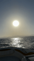 Dolphins spotted swimming near tourist boat off Sharm El Sheikh