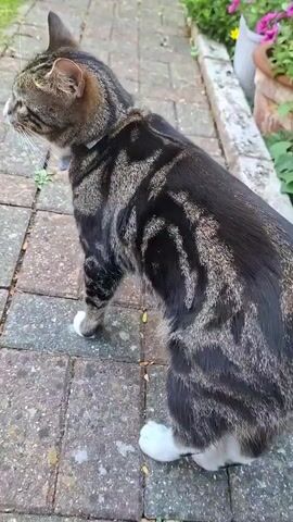 A tabby cat with black and brown markings and white paws sits on a stone patio next to a garden with pink flowers. The cat is wearing a light blue collar. The camera is positioned at eye level with the cat and pans slightly to the right.