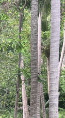 Tropical wildlife and palm trees in a casual island setting
