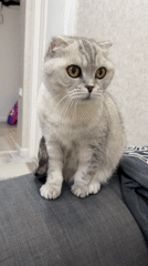 Scottish Fold cat observed resting, yawning in Cheboksary home