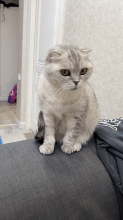 Scottish Fold cat observed resting, yawning in Cheboksary home
