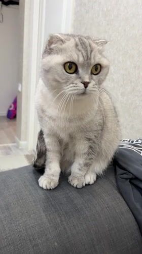 Scottish Fold cat observed resting, yawning in Cheboksary home