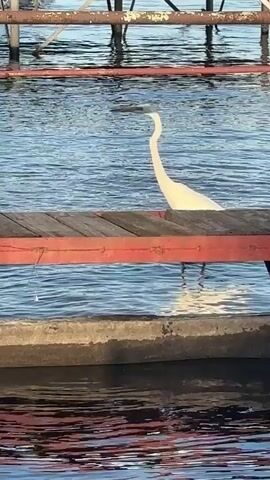 The video captures a white egret standing in calm, blue water near a wooden dock. The egret, with its long neck gracefully curved, is the central subject. Its bright white plumage stands out against the water and the weathered wood of the dock, which has a red railing. The background shows a pier structure with metal supports and horizontal beams, suggesting a waterfront setting, possibly a lake or river. The water appears still, with gentle ripples reflecting the sunlight, indicating a pleasant day. The egret's posture suggests it is either resting or hunting for prey in the shallow water. The scene evokes a sense of tranquility and nature. The lighting suggests it is daytime, likely morning or late afternoon, given the soft, warm tones of the reflections. There is no visible text in the video. The location context is Cherkasy, Ukraine.