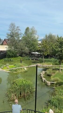 A man in a light blue shirt is standing on a raised platform looking out at a pond. The pond is surrounded by lush green vegetation, including tall reeds. In the pond, there are several small islands covered in grass. A rope bridge spans across the pond. On the rope bridge, an animal, possibly a bird or a small mammal, is walking. Another person, dressed in dark clothing, is standing near the edge of the pond, holding a long pole and observing the animal on the rope bridge. In the background, there are trees, buildings, and a mountainous landscape under a clear blue sky.