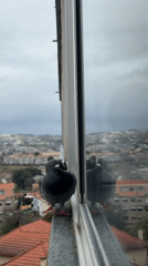 Pigeons gather on building ledges in Vila Nova de Gaia