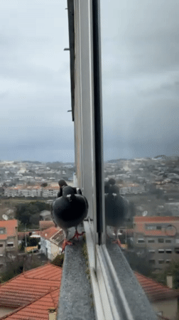 Pigeons gather on building ledges in Vila Nova de Gaia