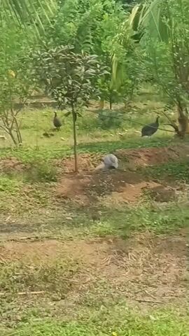 The video displays an outdoor scene in Dhundshi, India, featuring several guinea fowl in a lush, green environment. The setting appears to be a rural or semi-rural area, possibly a garden or farm, characterized by various trees, bushes, and grassy patches interspersed with dirt.

At the beginning of the video (0:00), three guinea fowl are visible. One, predominantly grey and white, is lying down in a patch of dirt in the foreground, seemingly dust-bathing or resting. Two other guinea fowl, also grey and white, are seen walking in the background among the foliage.

As the video progresses (0:02), the guinea fowl in the foreground gets up, shakes its feathers, and then begins to walk towards the left side of the frame. Simultaneously, the two guinea fowl from the background continue to move, appearing from the right side and walking across the frame. The video ends (0:03) with two guinea fowl walking towards the left, with one still visible in the background.

The lighting suggests it is daytime, with clear weather. No people or visible text are present in the video.