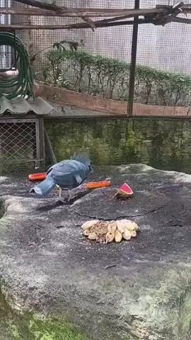 A blue bird with a crest is pecking at slices of fruit on a large rock. The fruit appears to be watermelon and some kind of orange vegetable, possibly carrots. A bunch of bananas is also on the rock. The bird is in an enclosure, with a wire fence visible in the background, along with some greenery and a small shelter. The lighting suggests daytime.