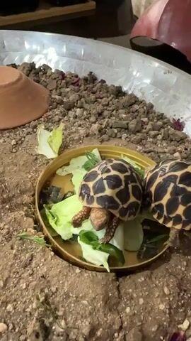 Two Indian Star tortoises are shown in a shallow, gold-colored dish filled with lettuce. The tortoises have shells with yellow and black star patterns. They are sitting on the lettuce, with one tortoise positioned more centrally in the dish and the other closer to the edge. The dish is sitting in a larger enclosure filled with soil, gravel, and dried flower petals. A terracotta pot is also in the enclosure. The enclosure is contained within a metallic, tub-like structure. The top of a wooden shelf is visible in the background. The tortoises are not actively eating but are resting on the lettuce.