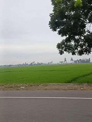 The video captures a roadside view of a lush green field, likely a rice paddy, under an overcast sky. A solitary tree stands on the left side of the frame, its branches laden with dense foliage. A light-colored utility pole is visible near the tree on the right. The road in the foreground is paved and appears empty. In the distance, a line of palm trees and other vegetation dots the horizon, suggesting a rural or semi-rural landscape. The camera movement is subtle, offering a panoramic sweep of the scene.