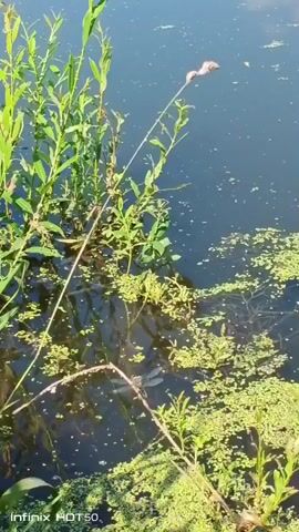 This is a close-up, eye-level shot of a pond. The water is dark blue and covered in patches of small green plants. A few tall green plants grow from the edge of the pond, and their reflections are visible in the water. In the center of the frame, a dragonfly with dark wings is perched on a thin, dry stalk that extends from the plants on the bank into the water. The dragonfly is stationary for the duration of the clip. The light is bright and sunny, casting shadows on the water.