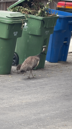 Peahen strolls past trash bins on a Los Angeles street