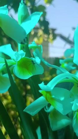The video shows a close-up of a spider on a light green iris flower. The spider is small and dark, with long legs. It is positioned on one of the petals of the flower. The flower is in focus, and the background is blurred, showing greenery and a blue sky. The lighting suggests it is daytime, possibly sunny.