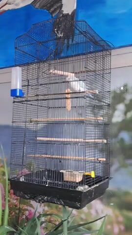 The video displays a multi-level birdcage in front of a wall decorated with a mural of a stork and flowers. The birdcage is tall and constructed of dark metal. Inside, multiple wooden perches are visible at varying heights. There is also a water dispenser attached to the side of the cage, and a food dish in the cage's base. A blue budgerigar is perched inside the top section of the cage.