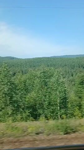The video shows a moving shot of a dense forest with green trees under a bright blue sky. The camera appears to be mounted on a moving vehicle, possibly a train, as indicated by the blurred foreground. There are no people visible in the video. In the distance, rolling hills covered in trees are visible. The vegetation is lush and green, suggesting a temperate climate and summertime. There are a few signs or posts visible along the side of the track, indicating a pathway or infrastructure. The lighting is bright, suggesting it is daytime.