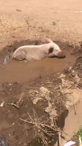 The video shows a pig lying in a muddy puddle. The pig is light-colored with dark patches and appears to be resting comfortably in the mud. The puddle is located on a dirt surface near a concrete barrier. The surrounding area consists of dry grass and dirt. The scene is captured from a slightly elevated perspective.