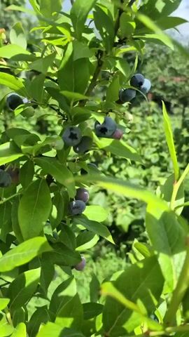The video is a close-up shot of a blueberry bush with ripe blueberries. The camera focuses on a branch laden with berries, some of which are fully blue, while others are still a reddish-purple hue. The leaves of the bush are a vibrant green, and sunlight filters through them, creating dappled shadows. In the background, out of focus, the environment appears to be an outdoor setting with more greenery and possibly other bushes or trees. The focus is entirely on the detail of the blueberries and their foliage, with no people or animals visible. The lighting suggests it is daytime, likely outdoors.