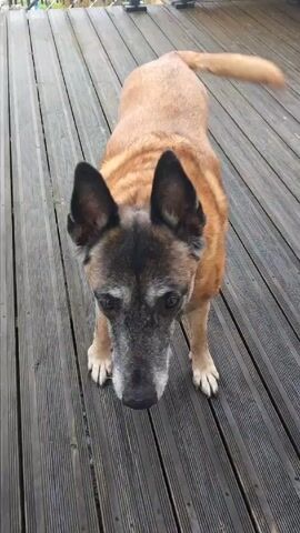 A medium-sized dog with a tan and black coat stands on a wooden deck. The dog has erect ears and a tail that is wagging slightly. The deck consists of parallel wooden planks with dark grooves. The dog looks at the camera then glances to its left. The dog then returns its gaze to the camera and barks. In the background is a railing and some greenery can be seen.
