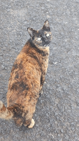 Spring flowers bloom along Ribeira Grande streets, Portugal