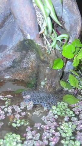 The video shows a close-up of a small water feature with a bronze cherub statue positioned above a pool of water. The statue is weathered and partially covered in moss. Water trickles down from the statue into the pool. In the water, there is a mass of frog eggs, surrounded by small, green and pink aquatic plants. The water appears slightly murky.  The background is indistinct, but suggests an indoor setting with a chandelier visible. The camera zooms out slightly to show more of the cherub statue.
