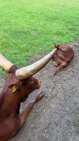 The video shows two Ankole-Watusi cattle lying down on the ground, surrounded by grass. One cow, in the foreground, has large, curved horns and a yellow tag on its ear with the number "00923" visible. The other cow is lying further back in the frame, its body mostly obscured, but its head and horns are visible. The setting appears to be an outdoor enclosure, likely a zoo or wildlife park, given the presence of these exotic animals. The lighting suggests it's daytime, with no specific indication of the time of day or weather. The overall mood is peaceful, with the cattle resting. There are no people visible in the video. The location is identified as Helmond, Netherlands.