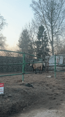Horses and dogs spotted in Pargolovo enclosures near St. Petersburg