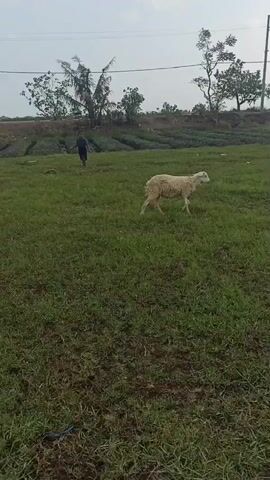 A young person walks in a grassy field with a sheep. The person is walking from left to right in the background, while the sheep is in the middle of the frame, facing right and eating grass. The field is green with some brown patches. In the background, there are trees, a pole with wires, and a hillside. The sky is overcast.