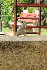 Morning wildlife and street life at a Gurgaon park