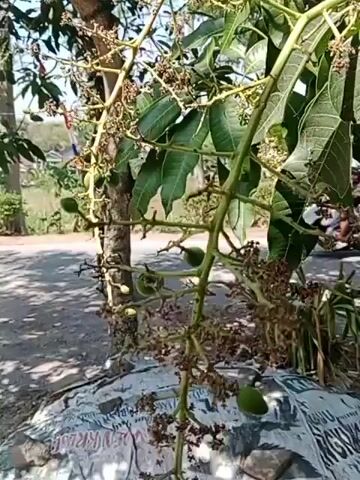 The video shows a close-up view of a mango tree branch with several small green mangoes and dried flower remnants. The camera is positioned to focus on the branch, with the background blurred. In the blurred background, a tree trunk and some foliage are visible, suggesting an outdoor setting. The lighting indicates it is daytime. The overall impression is a still shot of a growing fruit-bearing plant in a natural environment.