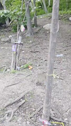 A monkey is on the ground in a wooded area. It is near a tree with a yellow ribbon tied around it. There are some plastic bottles and trash on the ground. The monkey is looking around and then walks away.