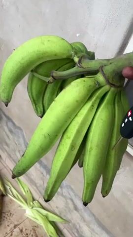 The media file shows a close-up view of a bunch of unripe green plantains. The plantains are long and firm, with a smooth, waxy peel. They are held together by a thick, green stem. The background appears to be an outdoor setting with a rough, textured wall, possibly made of concrete or stucco, and a marbled tiled floor. Scattered on the floor are some green leaves, possibly from the plantain plant itself.

The lighting suggests it is daytime, with natural light illuminating the scene. The overall impression is that of fresh produce, likely recently harvested. There are no people prominently visible, although a hand holding a black object with a red button, possibly a car key fob, is briefly seen near the top right of the frame, suggesting human interaction with the plantains. The environment, with the wall texture and floor tiling, hints at a residential or market setting in a tropical or subtropical region. The specific location context provided, Aiyegunle, Nigeria, further supports this, as plantains are a staple crop in West Africa. The image does not contain any visible text. The focus is entirely on the plantains, emphasizing their texture, color, and freshness.