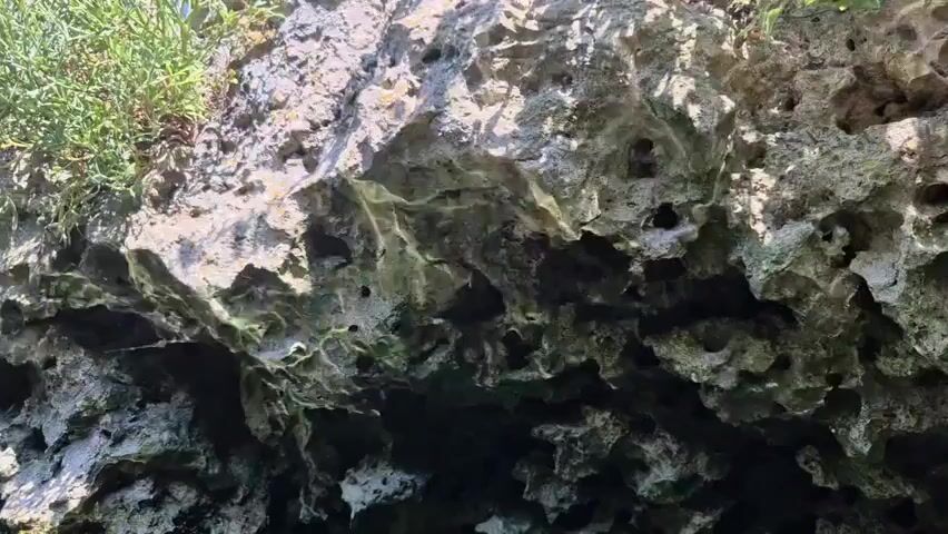 A close-up, low-angle shot shows a rocky cliff face with numerous holes and crevices. Green moss and vegetation grow on top of the rock. The lower part of the rock is submerged in dark water. The video is taken during the day.