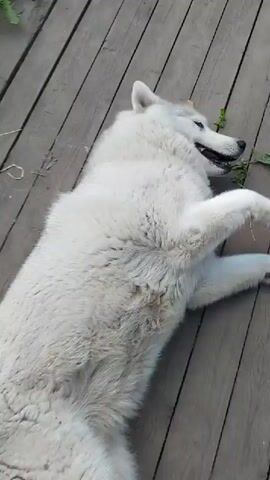 A white husky dog is lying on its back on a wooden deck. The dog is looking up and to the right with its mouth open. Its paws are in the air. The dog appears to be playful or happy. The setting is outdoors, with some greenery visible in the background. The wooden planks of the deck are dark brown and appear to be weathered. The lighting suggests it is daytime, possibly late afternoon or early evening. No text is visible in the media file.