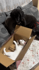 Dog and cat negotiate personal space via cardboard box
